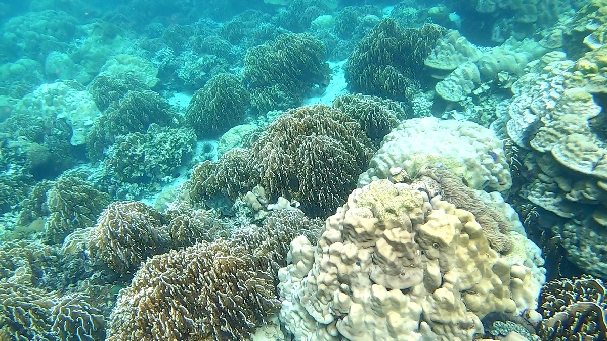 リペ島　シュノーケリングツアー　サンゴ礁